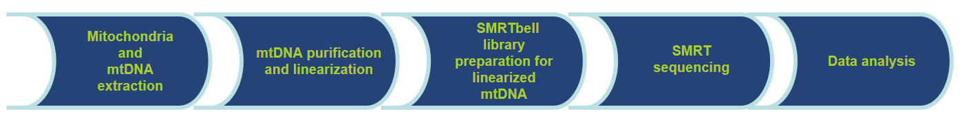 Workflow of human mitochondrial DNA sequencing.-CD Genomics