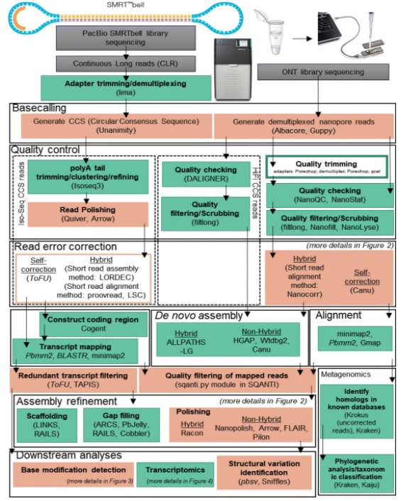 Typical long-read analysis pipelines for SMRT and nanopore data.