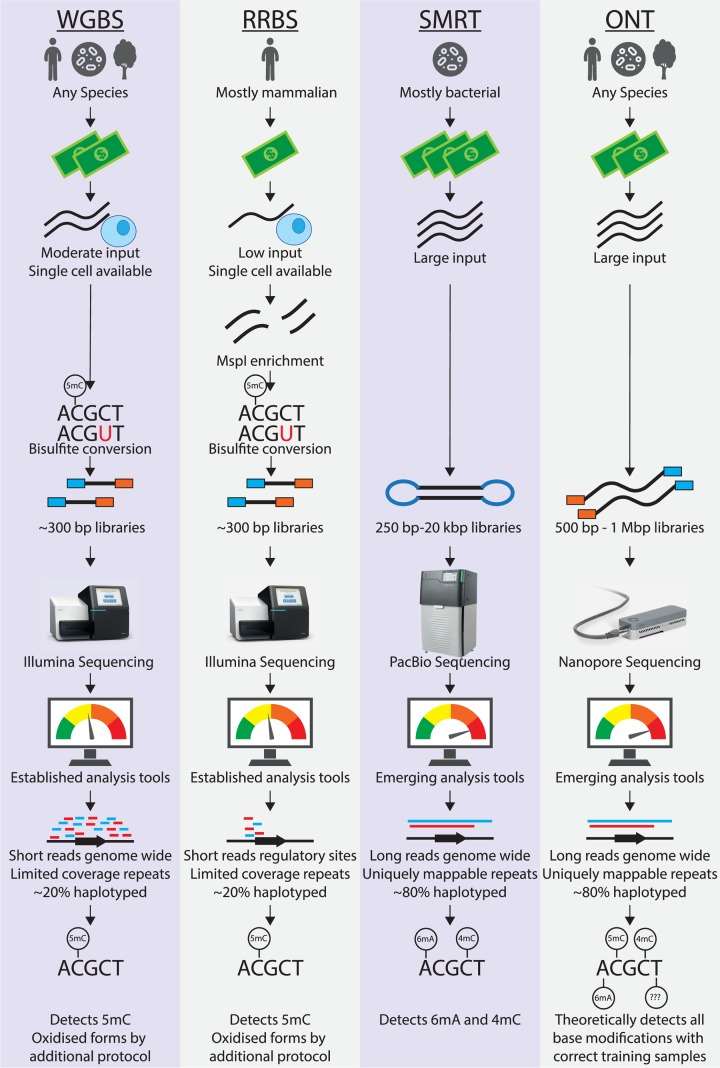 Detection of base modifications by bisulfite and long-read sequencing.