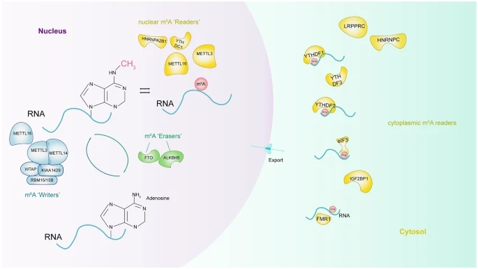 Molecular composition of m6A RNA methylation.