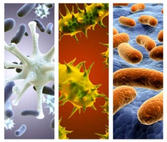 Collection of horizontal or vertical banners with pathogenic bacterias and viruses.