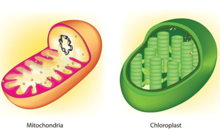 Chloroplasts (cp) and mitochondria (mt).