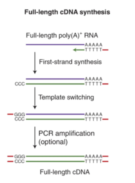 Full-length cDNA synthesis for direct cDNA sequencing and PCR-cDNA sequencing.