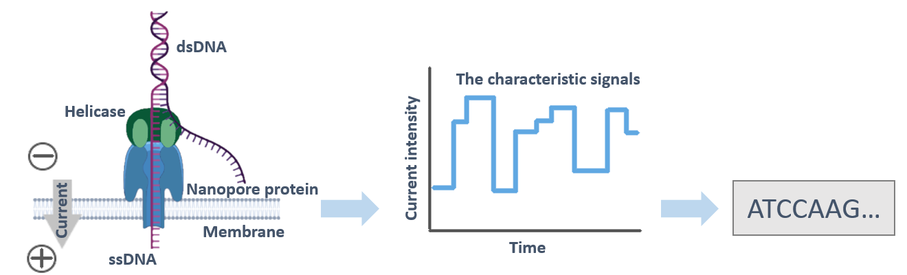 Fig.1 Schematic representation of a DNA molecule translocating a protein nanopore.- CD Genomics.