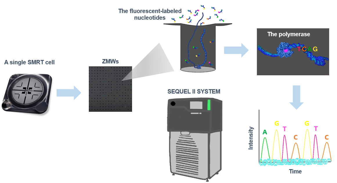 Fig.1 Overview of PacBio SMRT Sequencing technology.