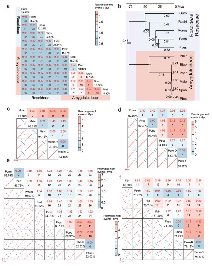 Rearrangement event and rate analysis of 38 Rosaceae mitogenomes