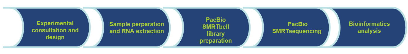 Workflow of Our Pacbio RNA Sequencing Service-CD Genomics