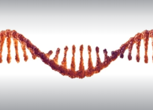 RNA molecule.