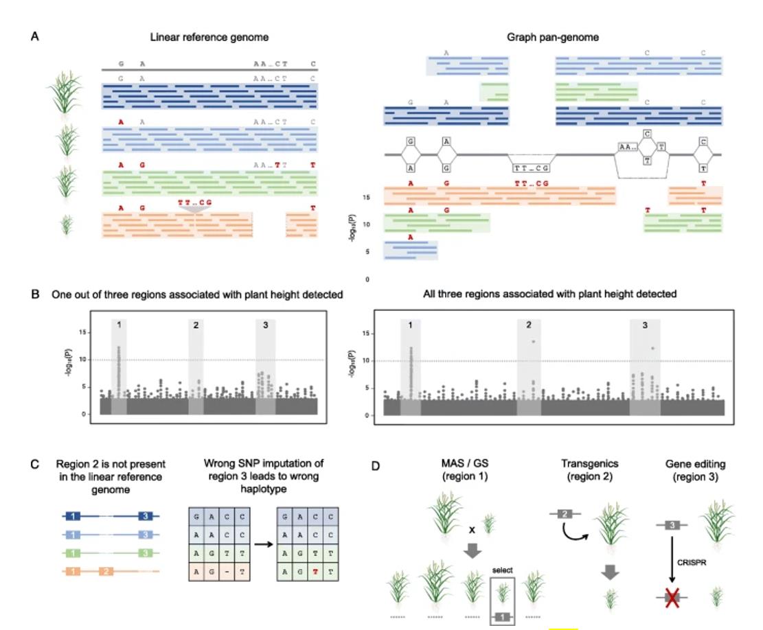 Application of pan-genome in crop improvement