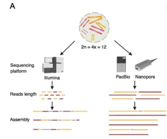 Impact of sequencing technology on polyploid assembly