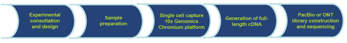 Workflow of Our Services-CD Genomics.