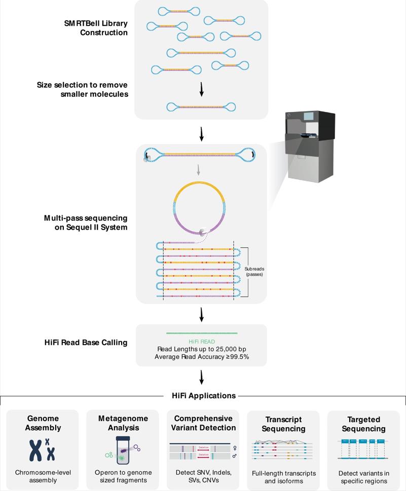 Workflow of PacBio Sequencing