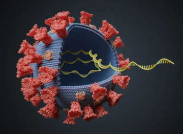 Virus with RNA molecule inside.