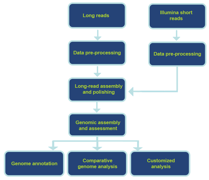 Analysis Workflow-CD Genomics.