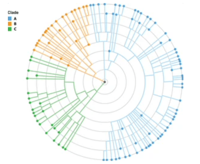 Viral mutation clade layout by radial diagram.