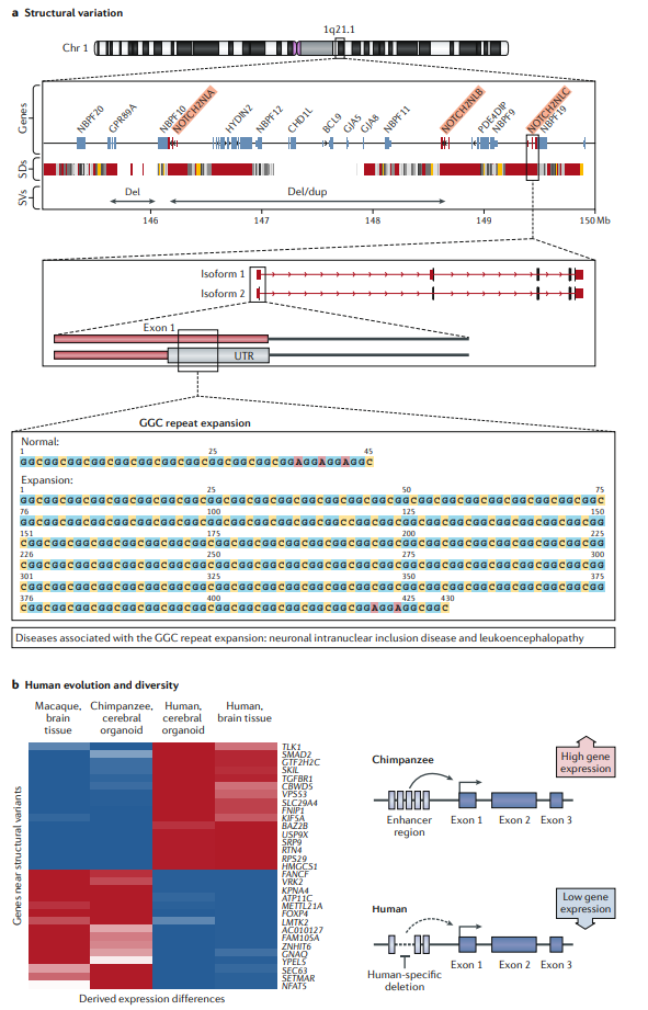 Long-read data provide insights into the biological relevance of structural variation and human evolution and diversity.