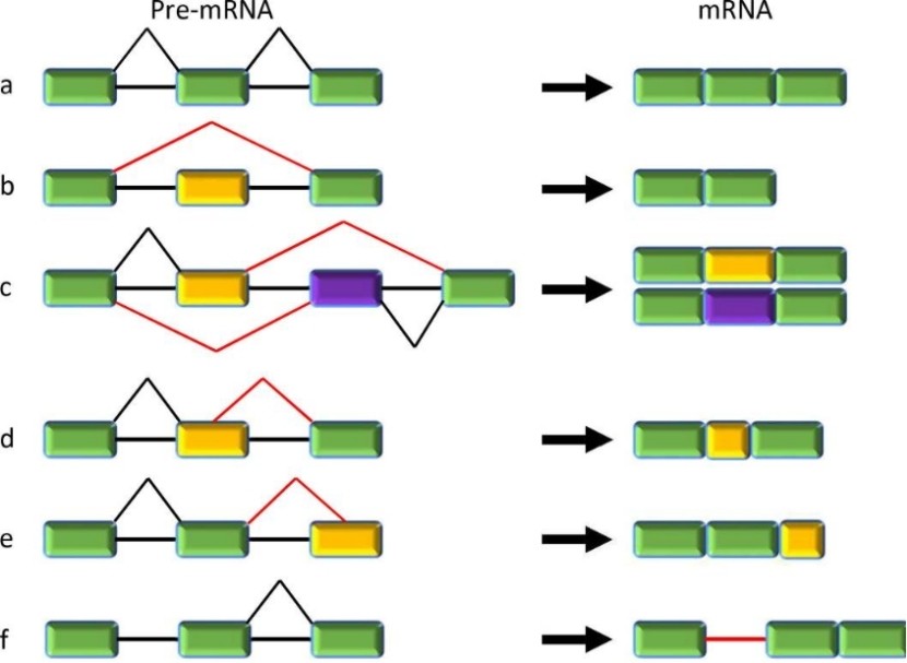 Alternative Splicing Analysis