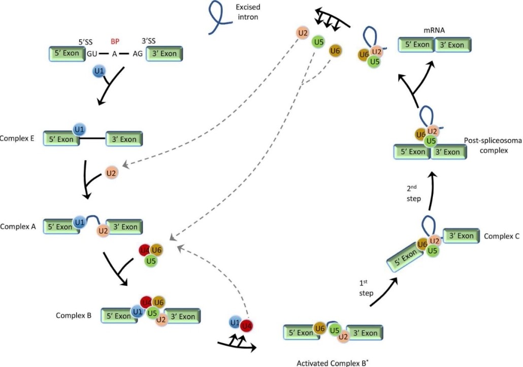 Alternative Splicing Analysis