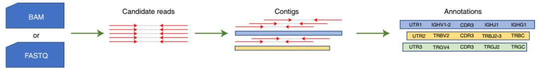 Transcriptome Sequencing: Unveiling BCR/TCR Immune Repertoire 