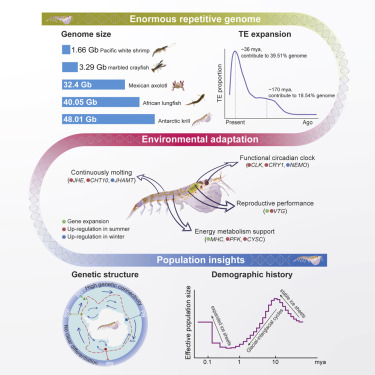 The Genome of Antarctic krill.