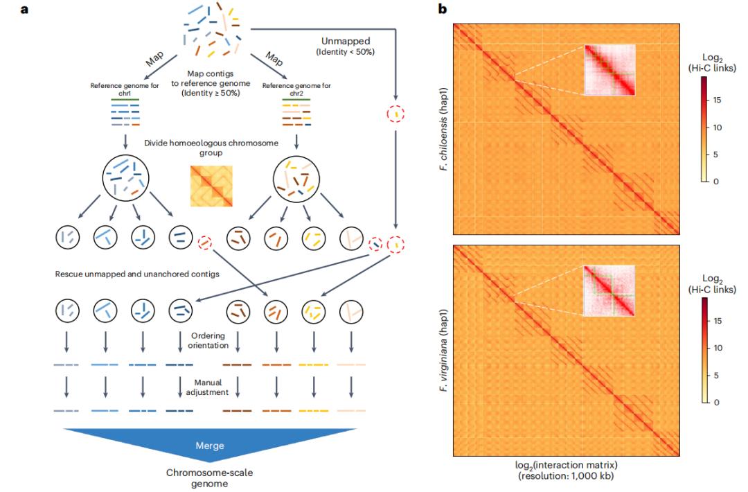 Haplotype-resolved Genomes of Octoploid Strawberries.