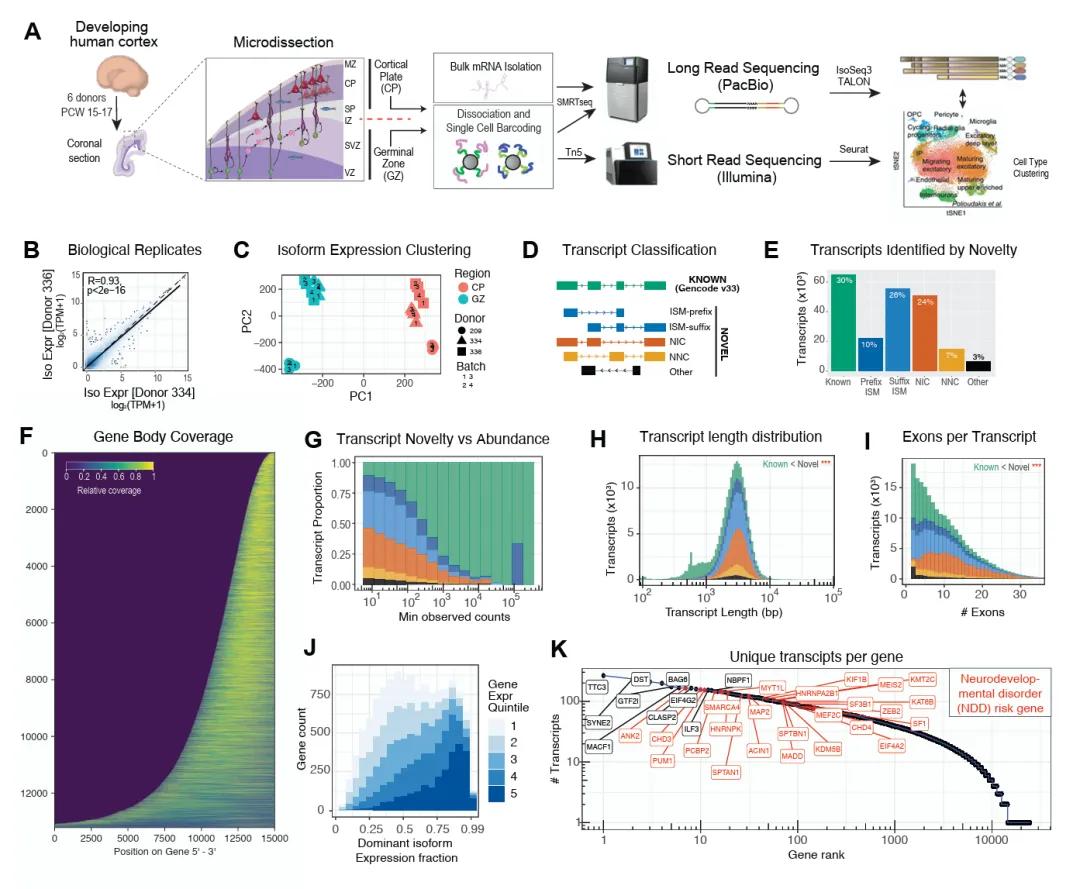 Application of Long-Read Sequencing Technology in Single-Cell Transcriptomics 