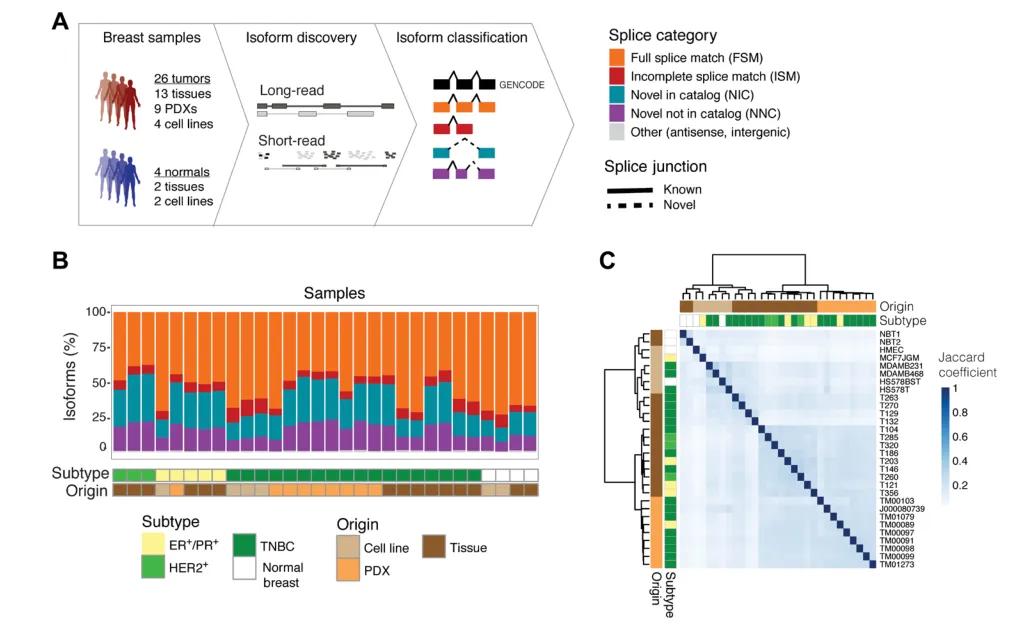 Figure 2: Full-length transcriptome analysis of breast cancer using third-generation sequencing.
