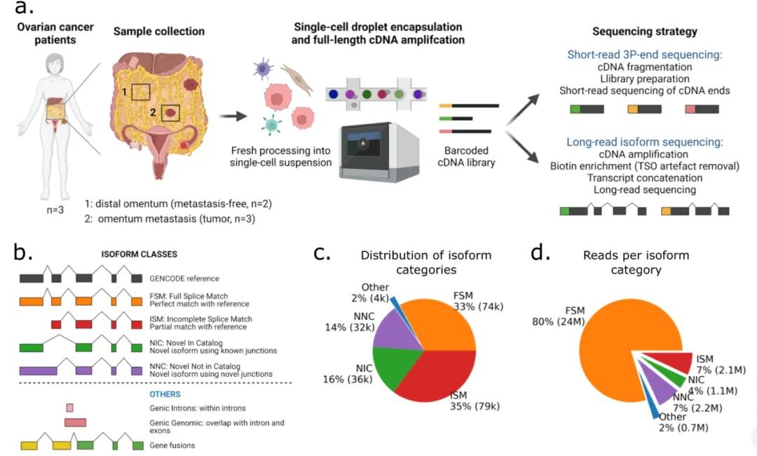 Figure 3: Single-cell full-length transcriptome analysis of ovarian cancer samples.