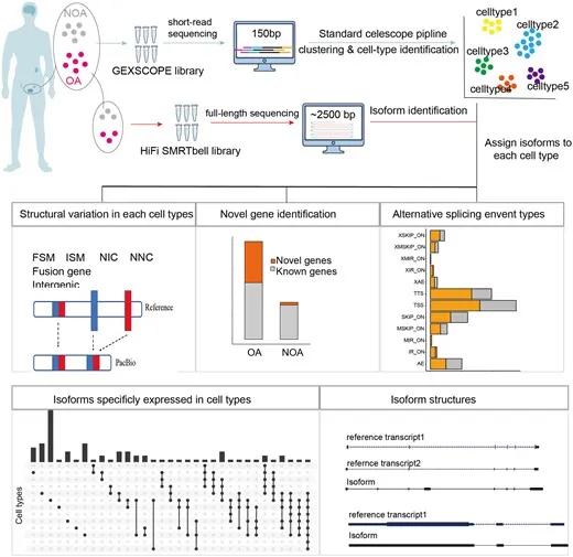 Figure 4: Obstructive azoospermia: third-generation full-length transcriptome study.