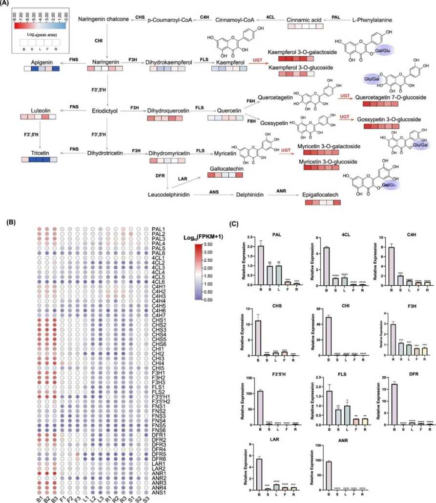 Identification and analysis of genes related to flavonoid biosynthesis.