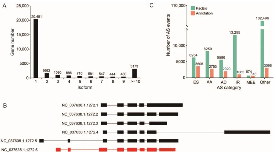 Variable splicing events identified from the PacBio bee transcriptome.