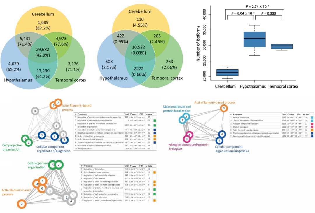 Isoforms structure and gene functional enrichment of different major subtypes expressed in different brain regions.