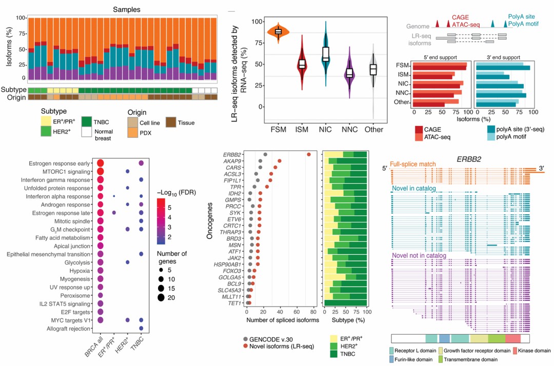 Isoform discovery and correlation between Isoform and tumor in breast samples.
