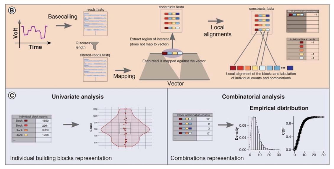 Bioinformatics pipeline of ONT sequencing.