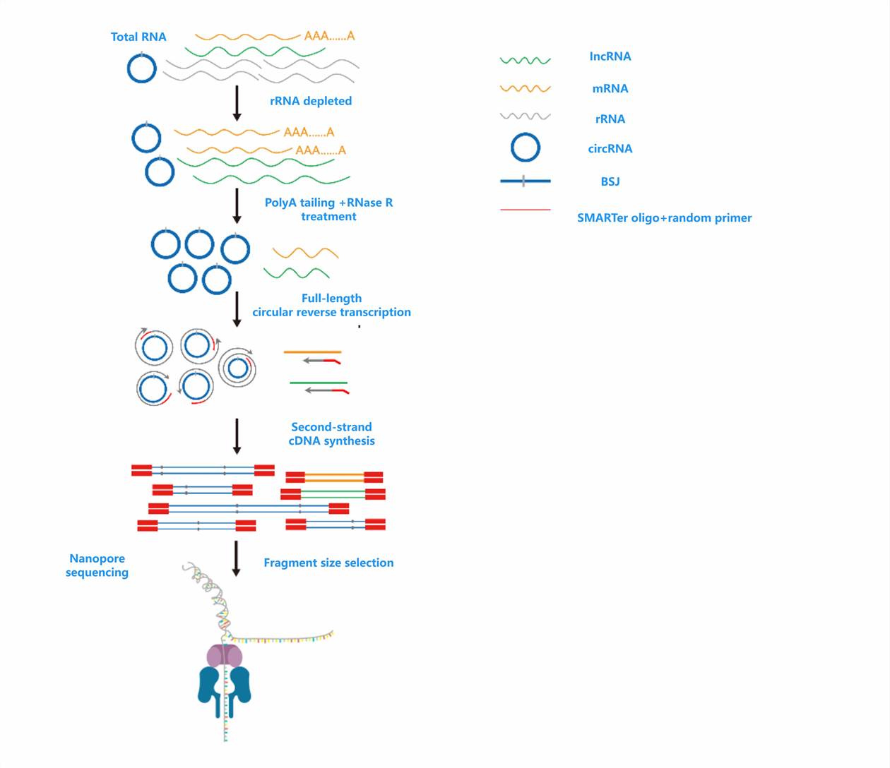 Diagram of circRNA full-length sequencing workflow