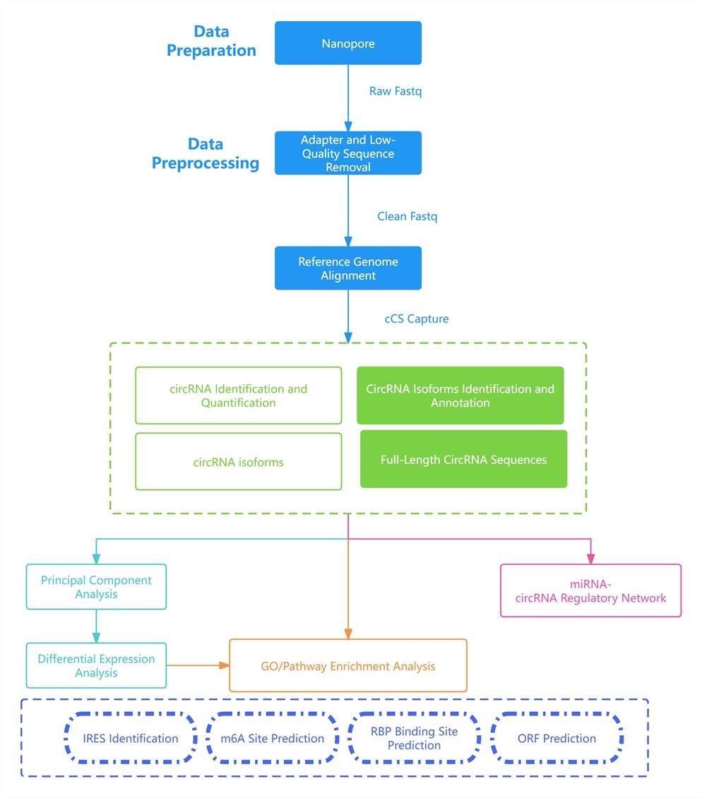 Overview of bioinformatics analysis for circRNA full-length sequencing