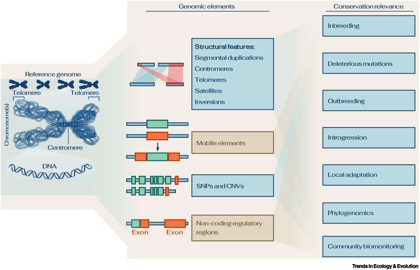 Conservation Genomics