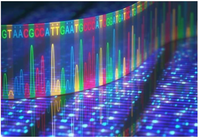 Contigs and Scaffolds in Genome Assemblies