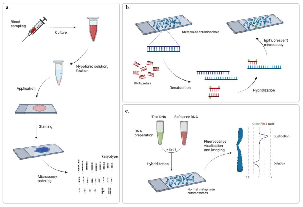 Copy Number Variation Analysis