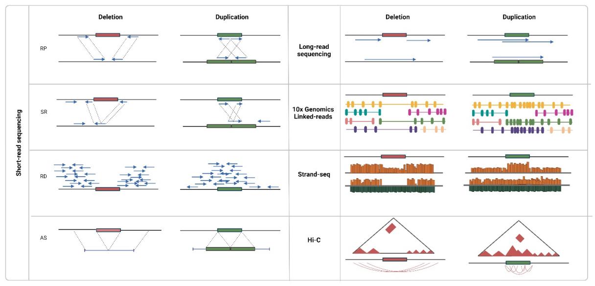 Copy Number Variation Analysis