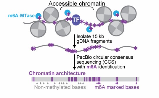 Principle of Fiber-seq technology.