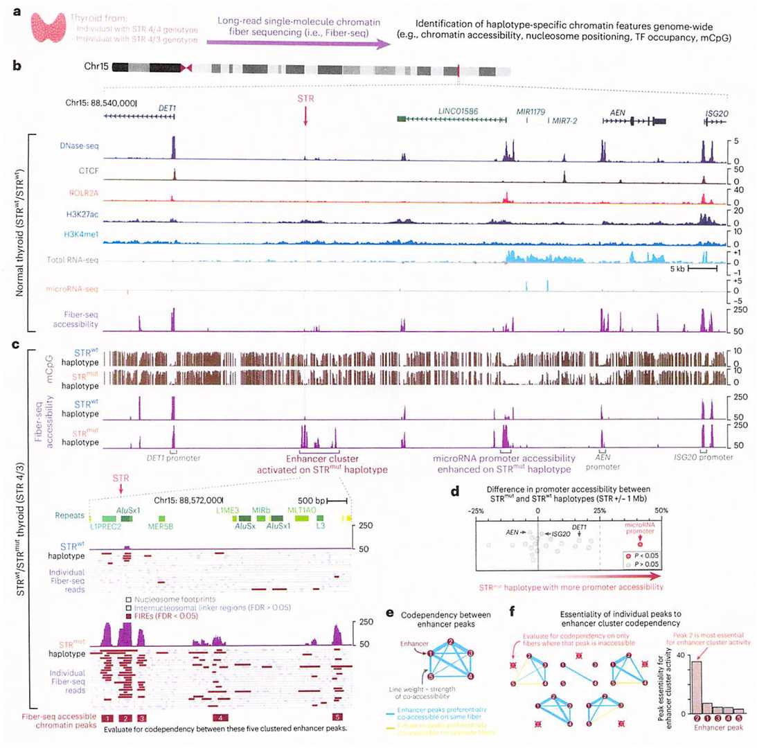 STRmut is associated with the activation of a codependent thyroid-specific enhancer cluster.
