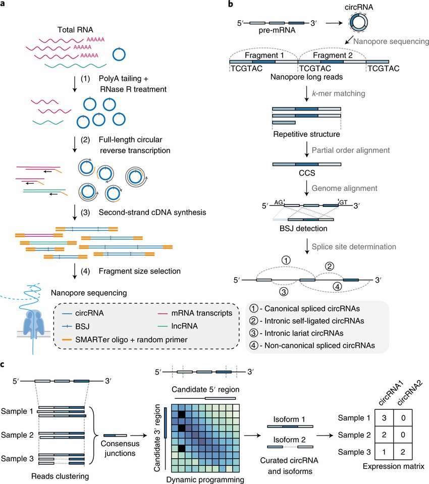 nanopore 16S rRNA gene sequencing process 
