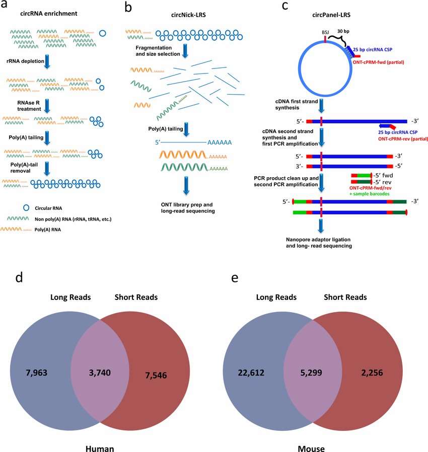 CircRNA ONT sequencing with enrichment protocol workflow
