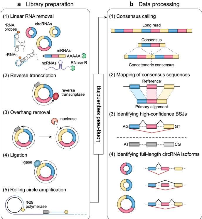 Experimental and computational workflow of isoCirc for circRNA analysis
