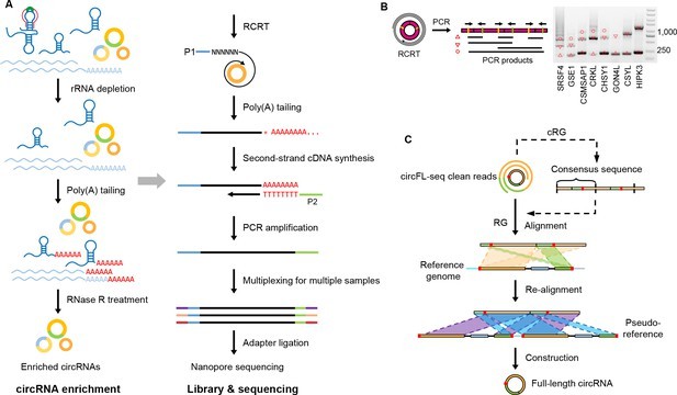 circFL-seq workflow diagram for full-length circRNA sequencing