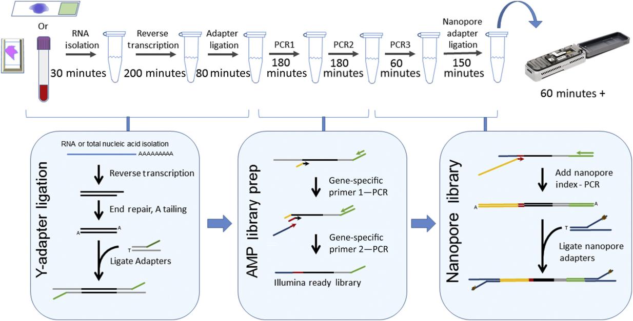 Fusion Transcript Sequencing