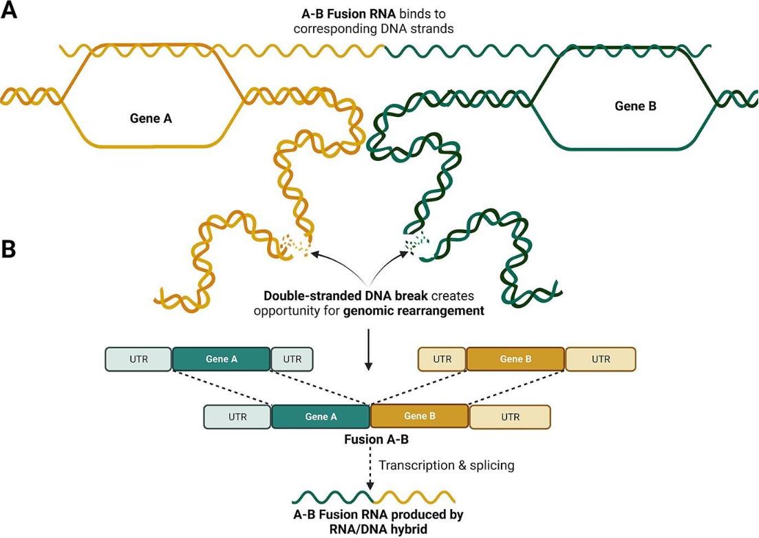 Fusion Transcript Sequencing