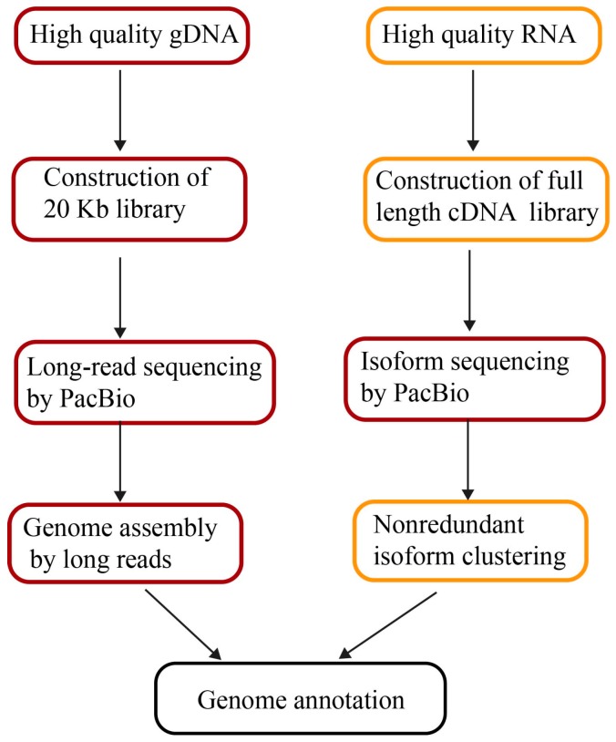 Generate Genome Assemblies Using Long Sequencing Reads