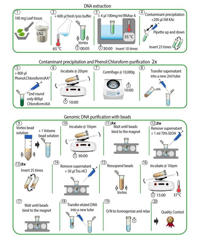 Schematic overview of the DNA extraction method.